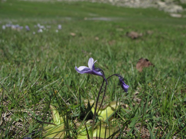 Pinguicula corsica